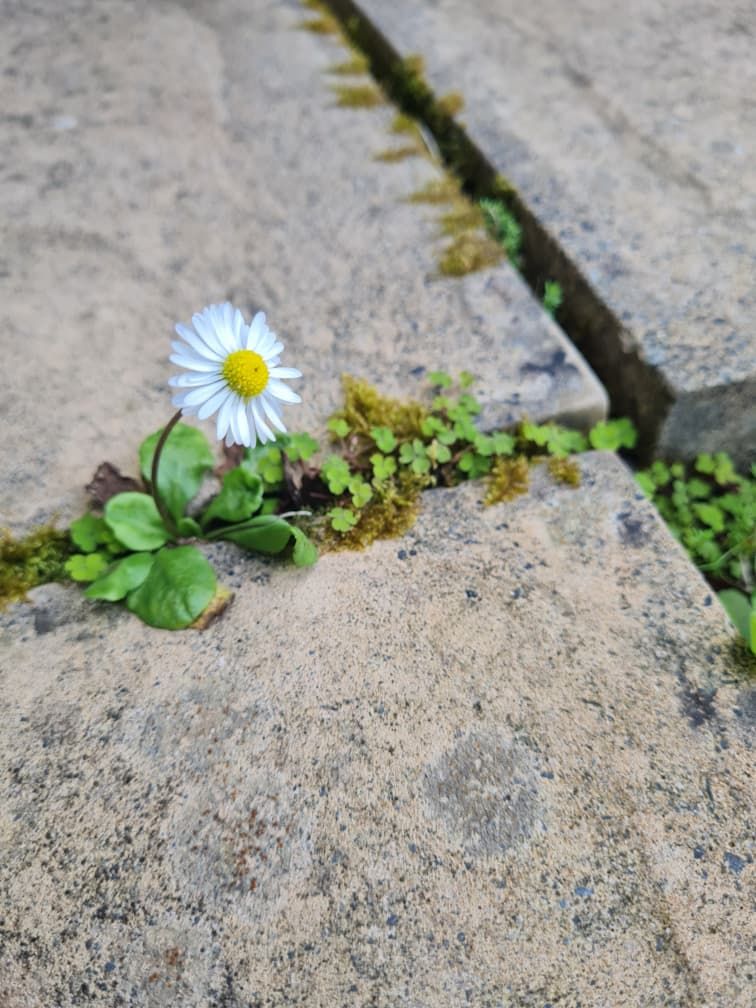 A daisy growing between two tiles